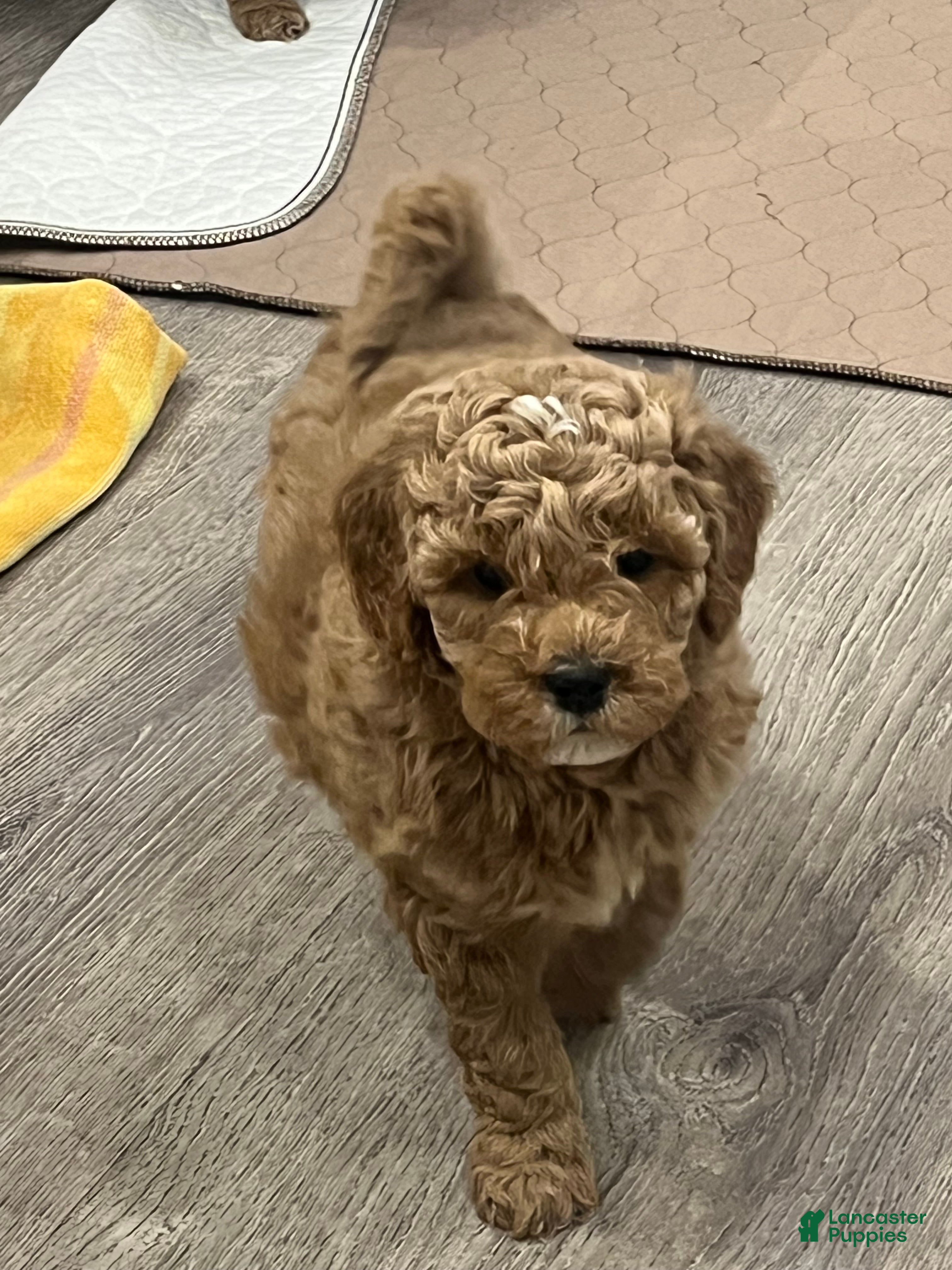 Mini Goldendoodle dogs Maize - Ad 27