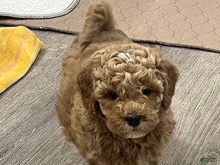 Mini Goldendoodle dogs Maize - Ad 38