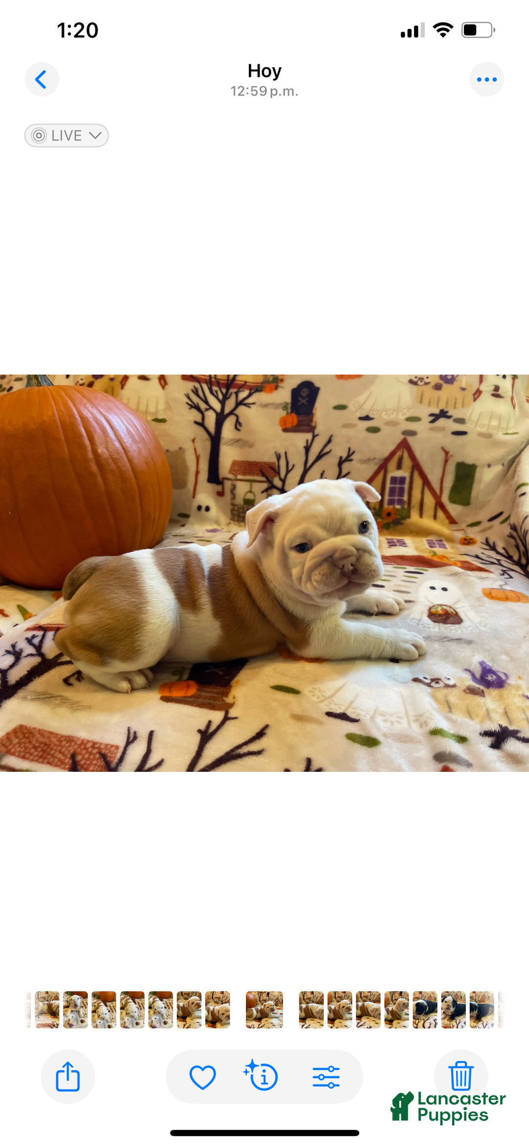 English Bulldog dogs for sale: English Bulldog Puppy 5 - Ad 22