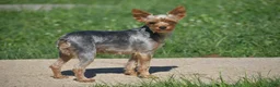 Yorkshire Terrier dogs for sale: Carson - Ad 5