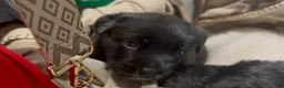 Mixed Breed dogs for sale: Mixed Breed 2 - Ad 5