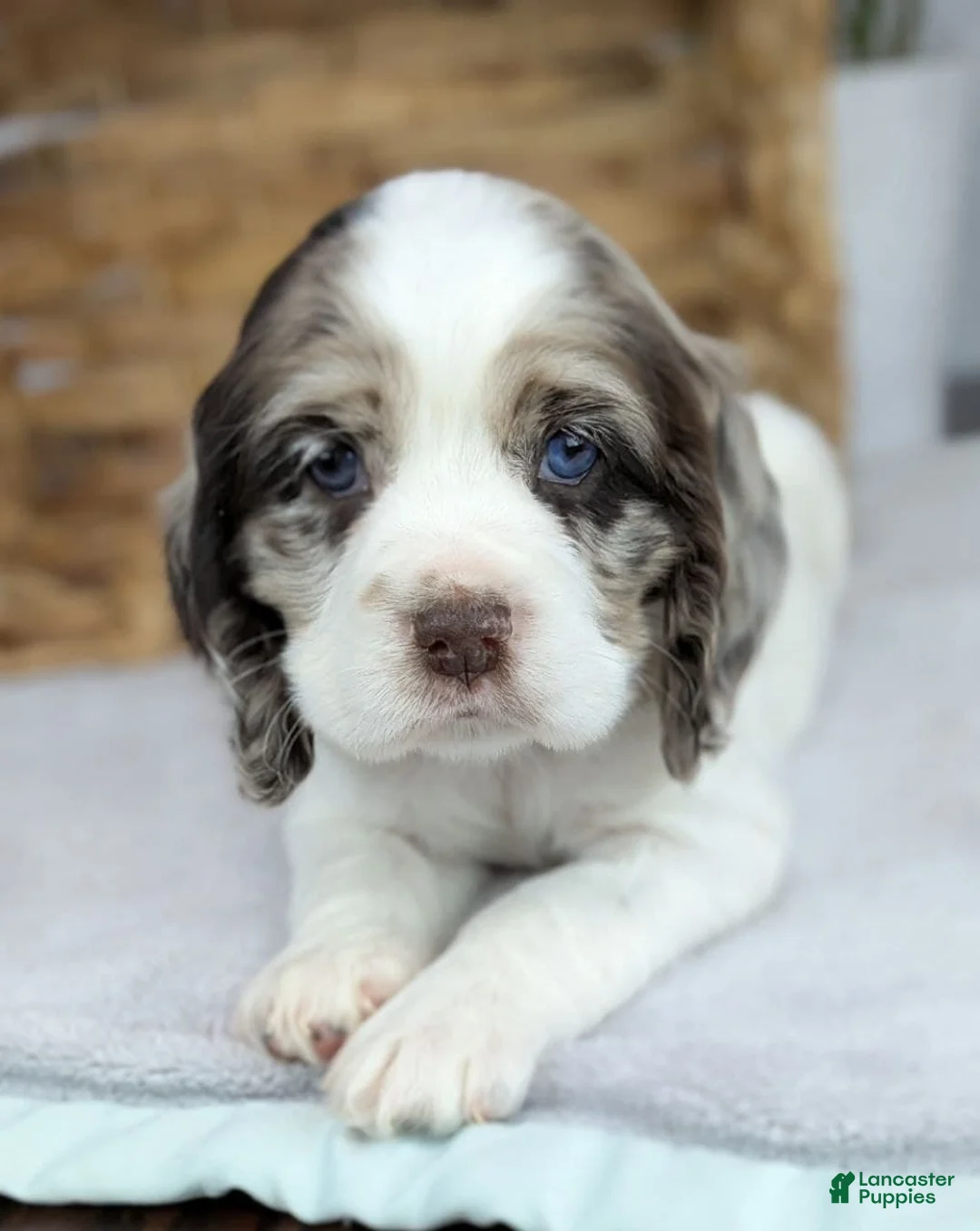 Cocker Spaniel dogs for sale: Cocker Spaniel Puppy 3 - Ad 4