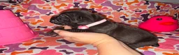 Cane Corso dogs for sale: Light Pink Collar Female - Ad 3