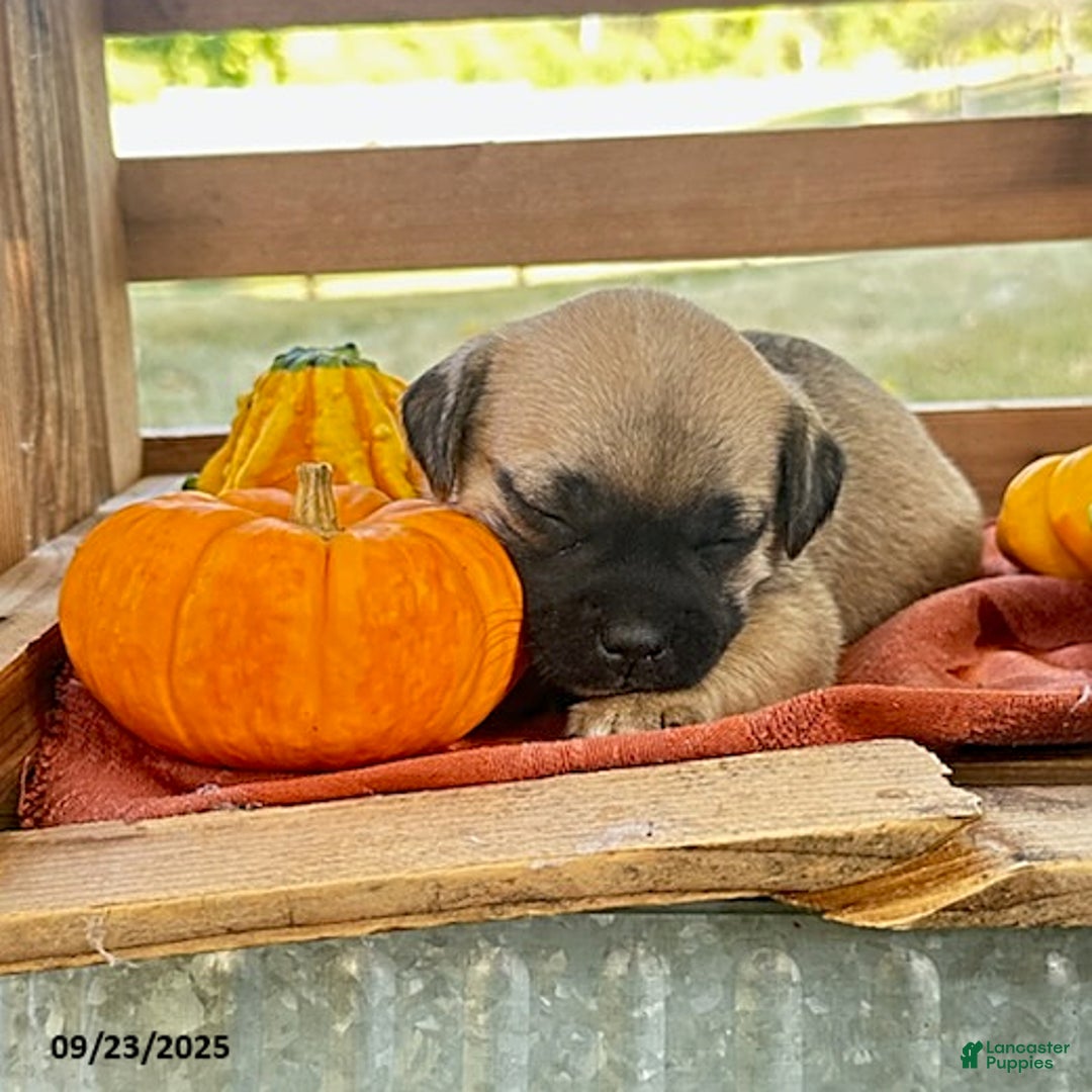 Jug dogs for sale: Leaf - Ad 10