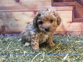 Bichpoo dogs Barney - Ad 1