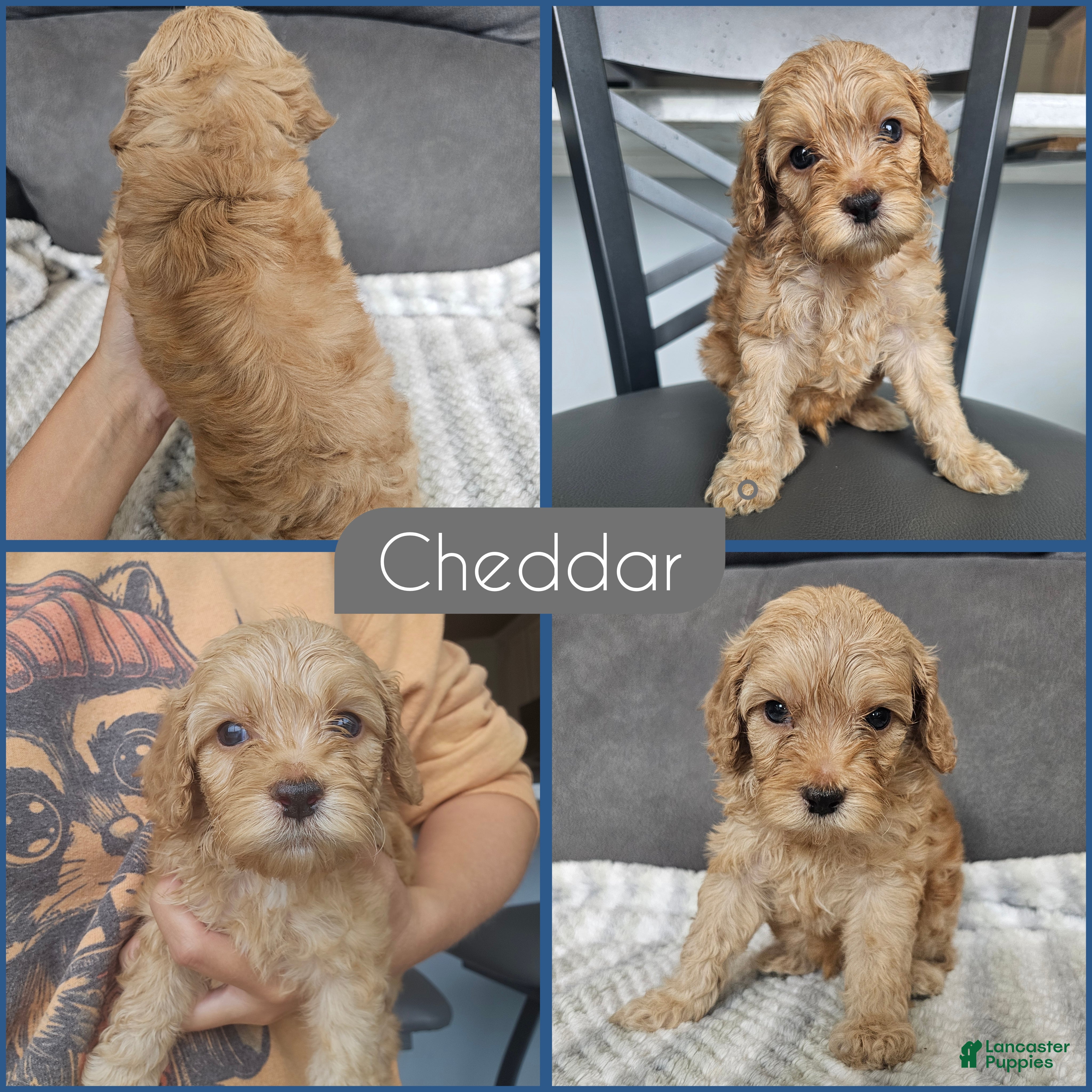 Cockapoo dogs Cheddar - Ad 1