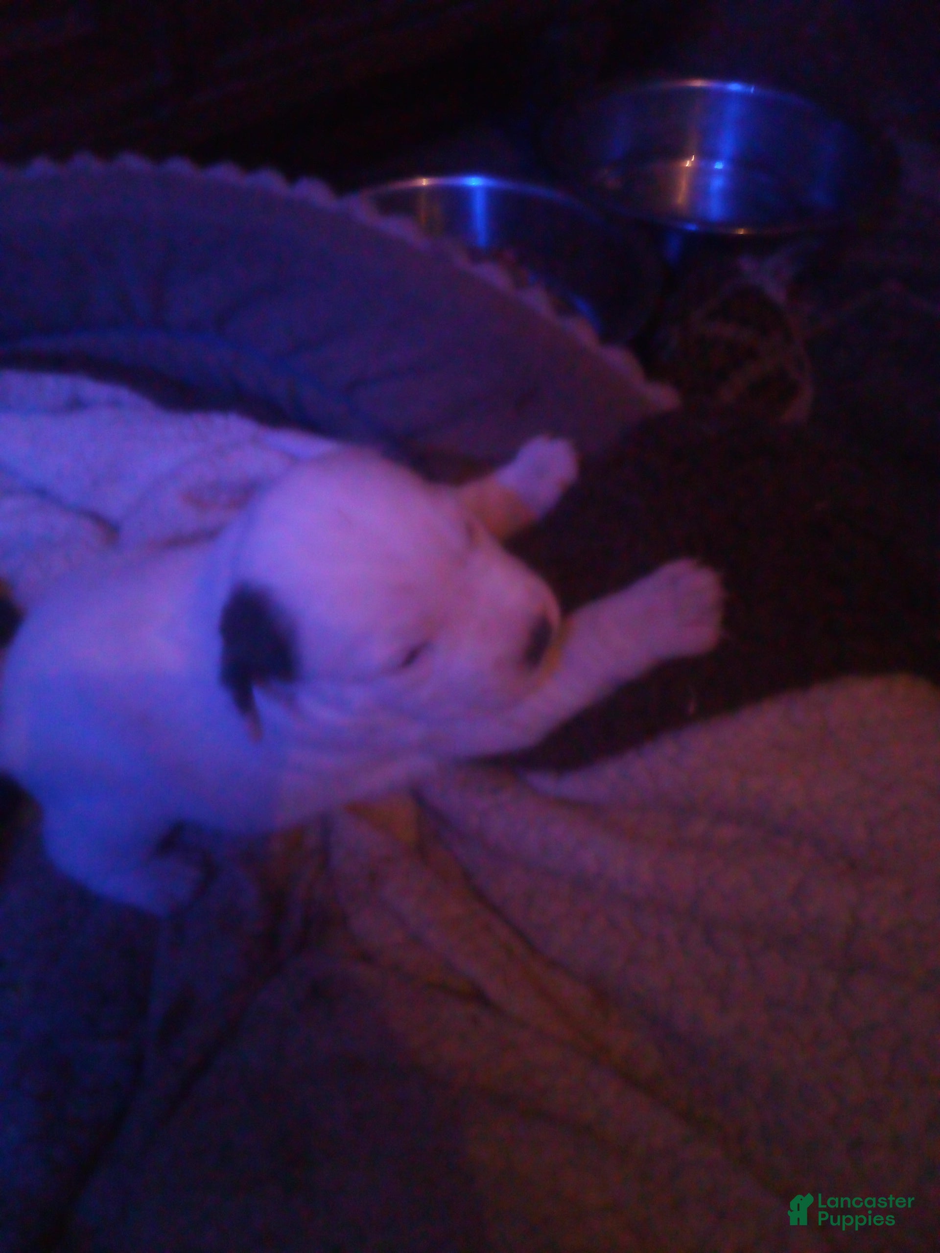 Mixed Breed dogs Mixed Breed Puppy 3 - Ad 27