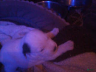 Mixed Breed dogs Mixed Breed Puppy 3 - Ad 4