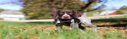 German Shorthaired Pointer dogs for sale: Angela - Ad 7