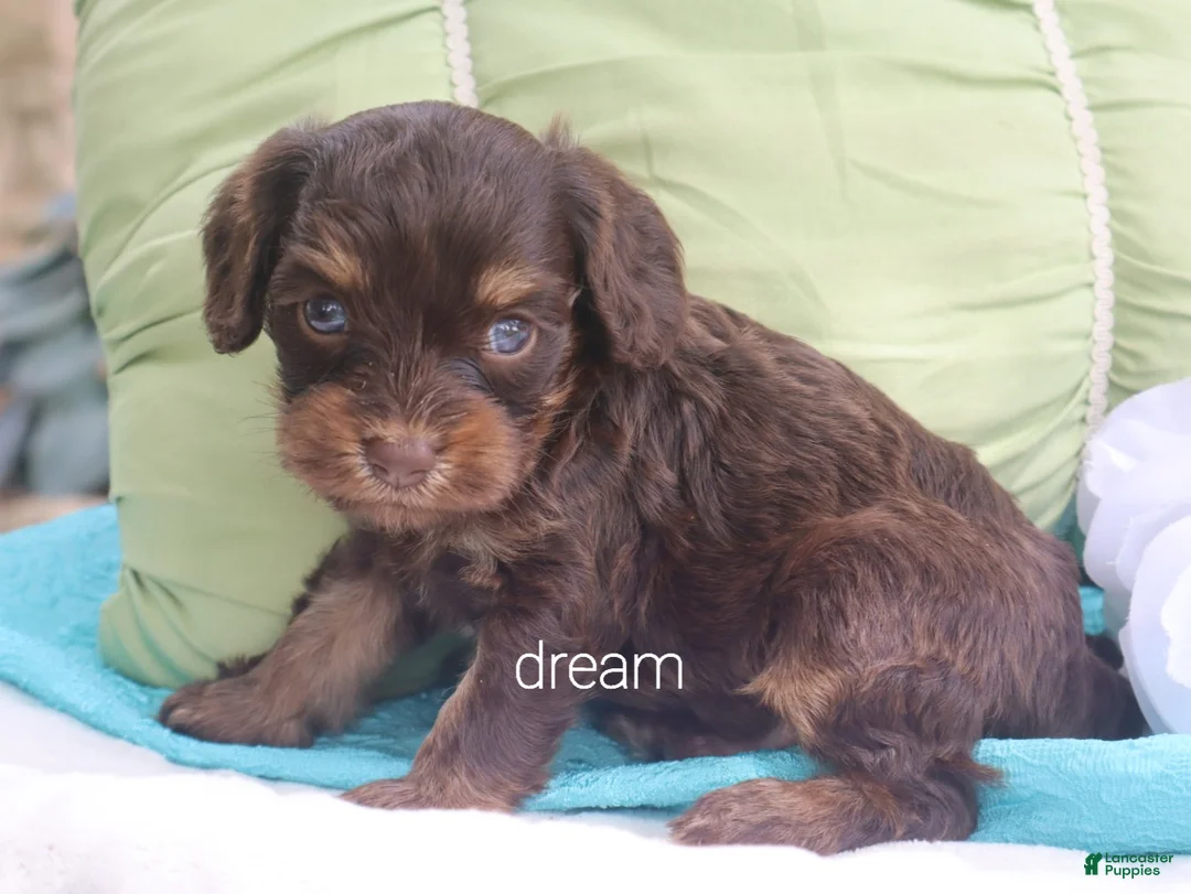 Cavapoo dogs for sale: Shilo - Ad 2
