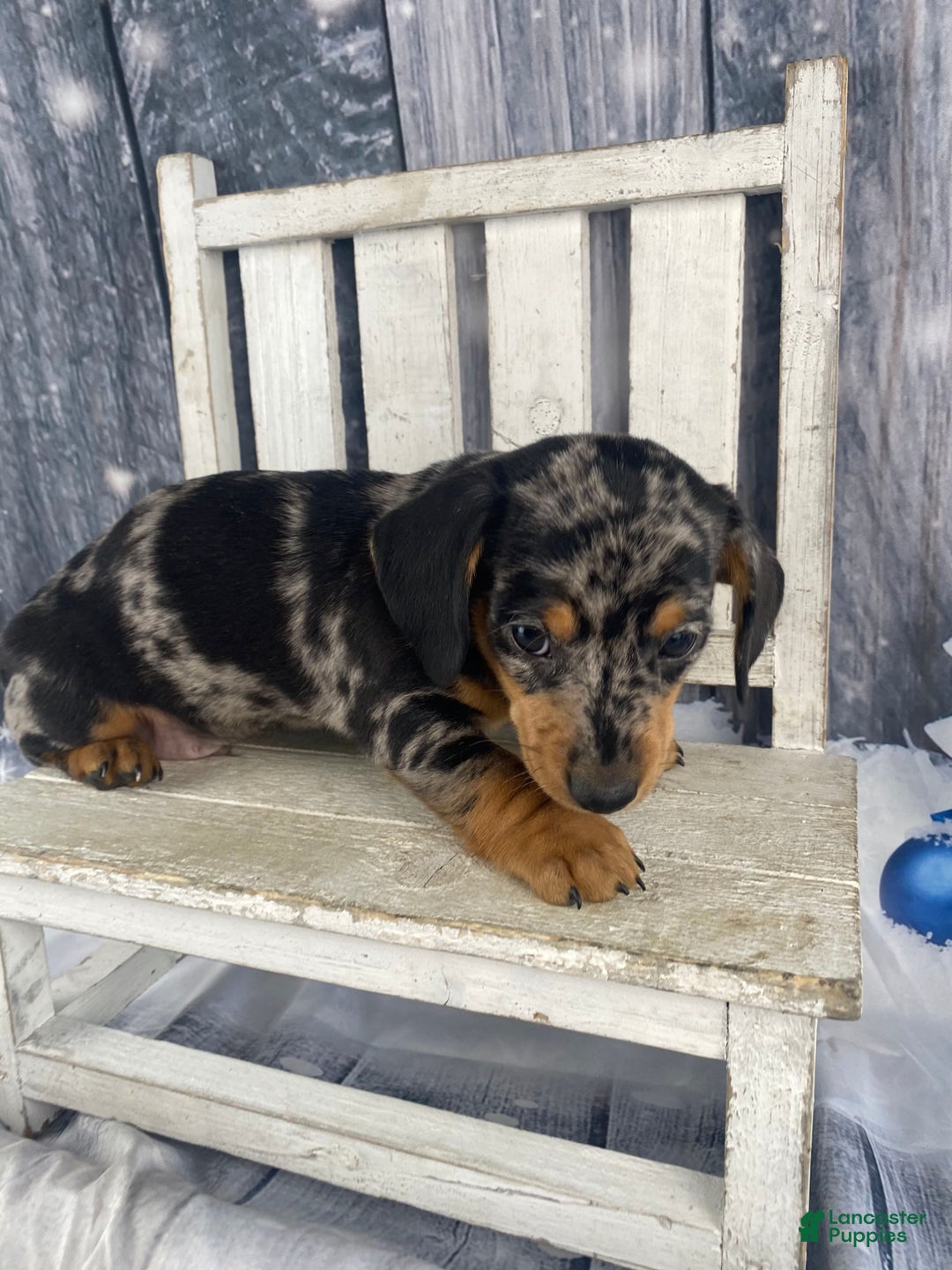 Miniature Dachshund dogs for sale: Teddy - Ad 7