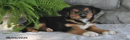 Mixed Breed dogs for sale: Sweet Susie - Ad 2
