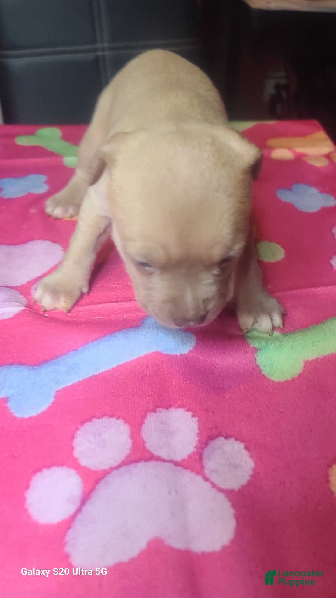 American Bully dogs for sale: American Bully 7 - Ad 2
