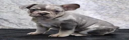 French Bulldog dogs for sale: Rocket - Ad 4