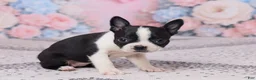 Boston Terrier dogs for sale: Petunia - Ad 3