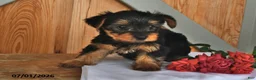 Yorkshire Terrier dogs for sale: Kathy - Ad 3