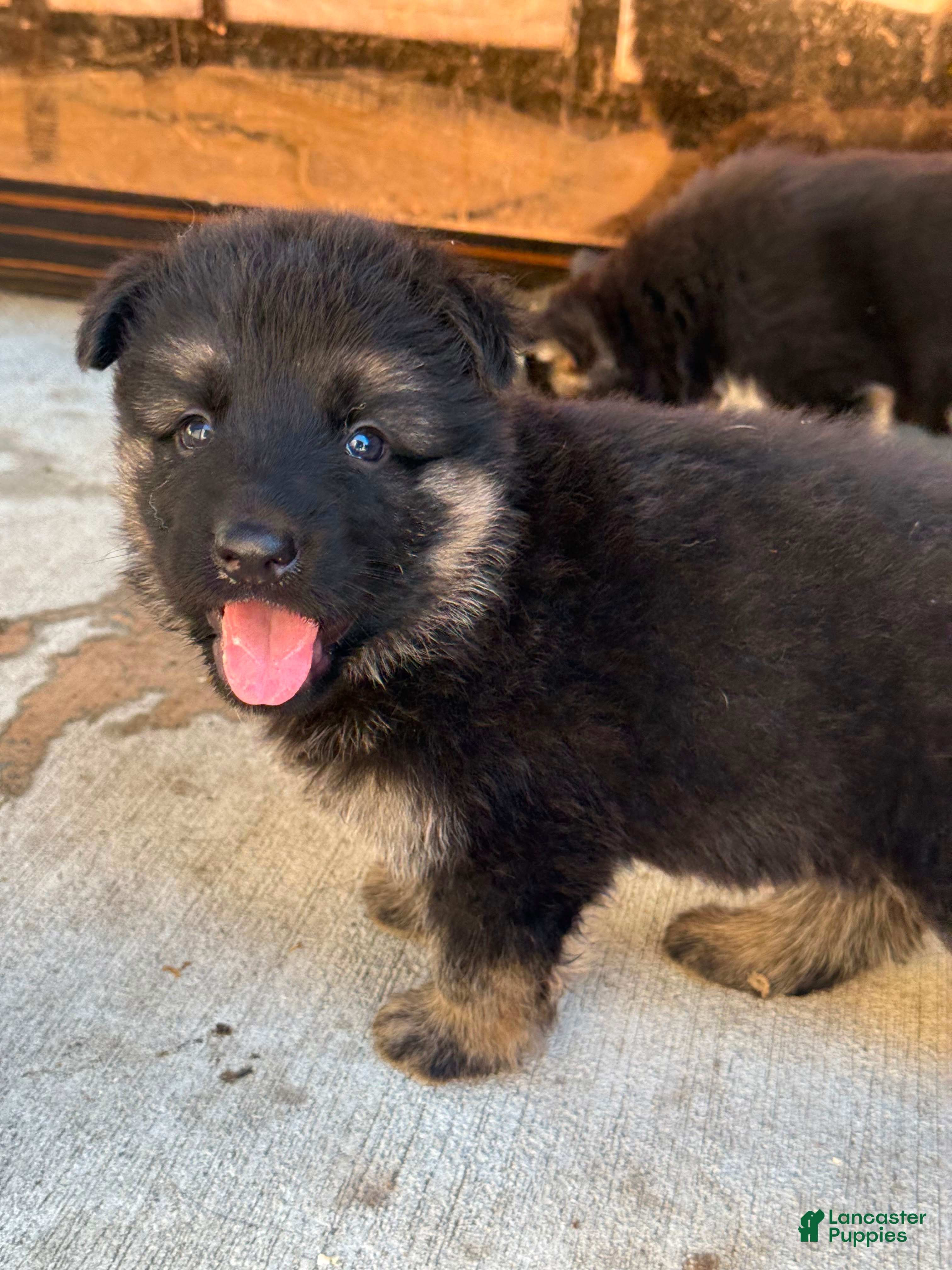 German Shepherd dogs German Shepherd 2 - Ad 26