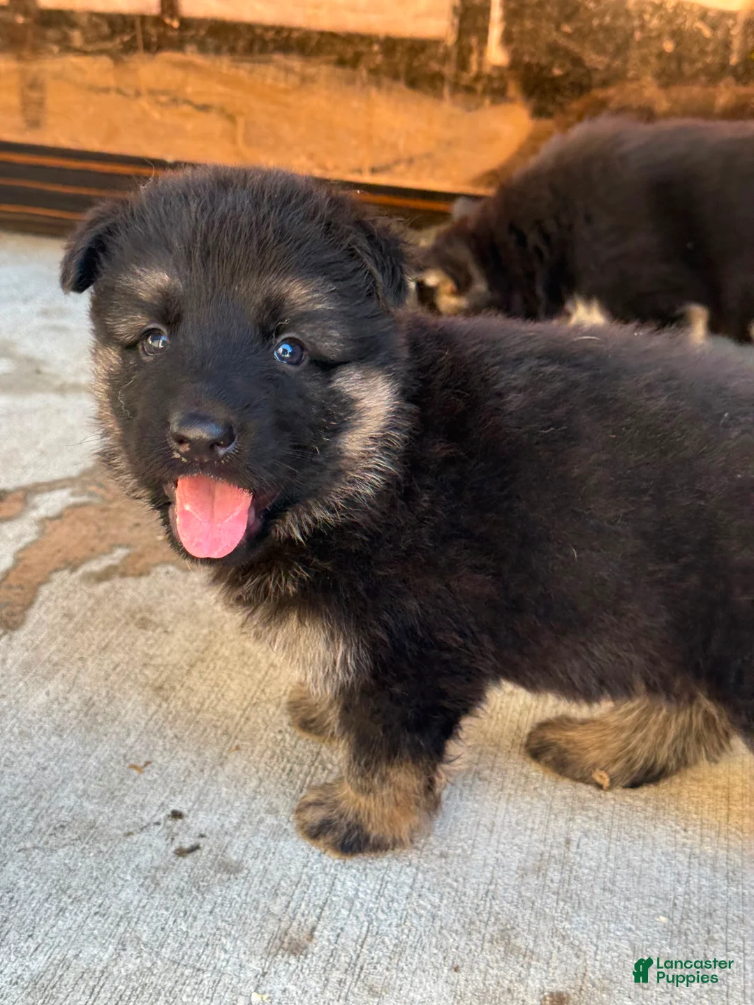 German Shepherd dogs for sale: German Shepherd 2 - Ad 1
