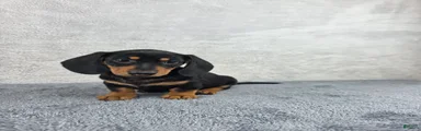 Milo