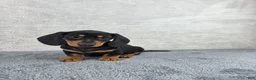 Miniature Dachshund dogs for sale: Milo - Ad 1