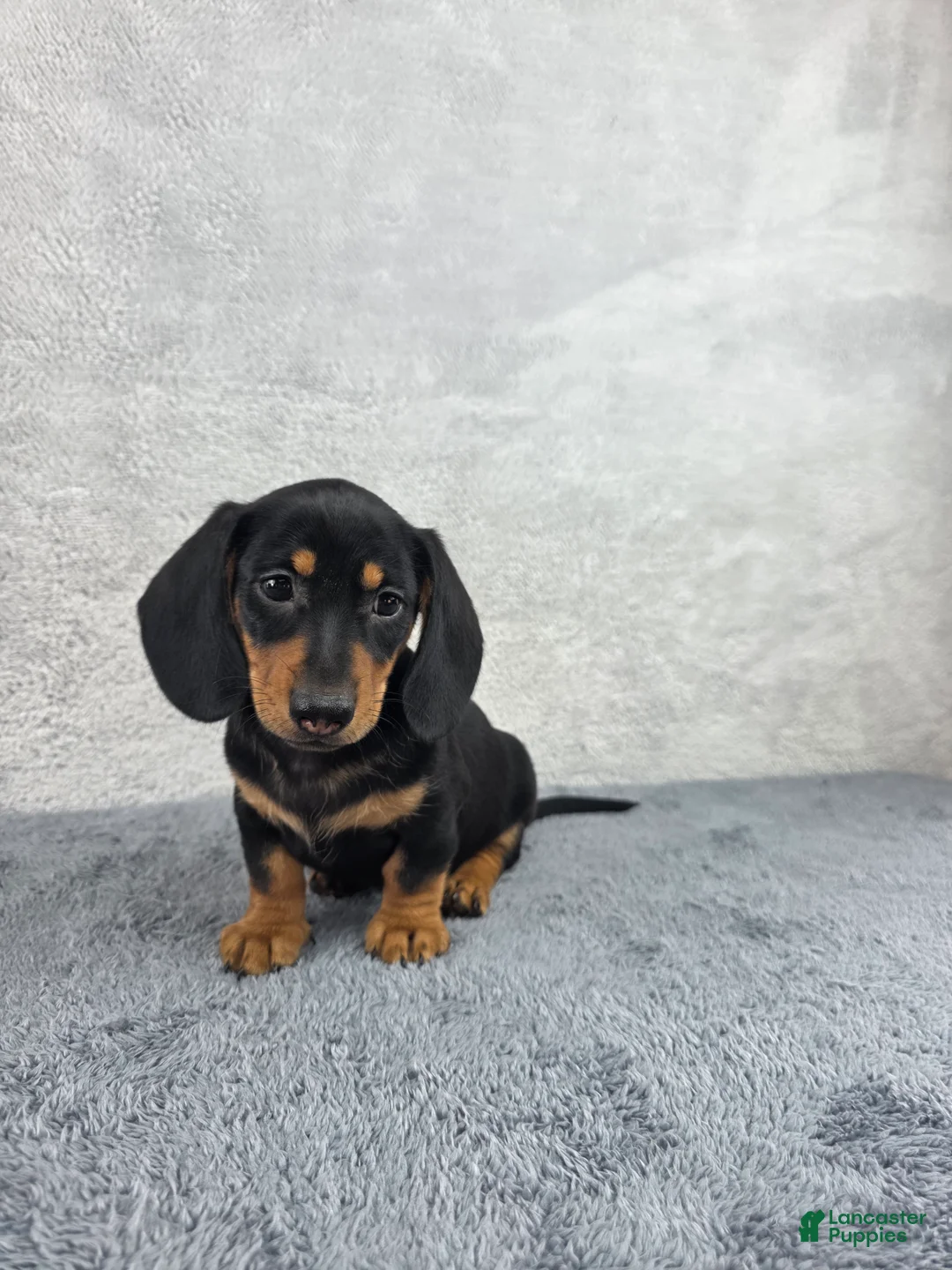 Miniature Dachshund dogs for sale: Milo - Ad 1