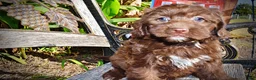 Havapoo dogs for sale: Precious - Ad 7