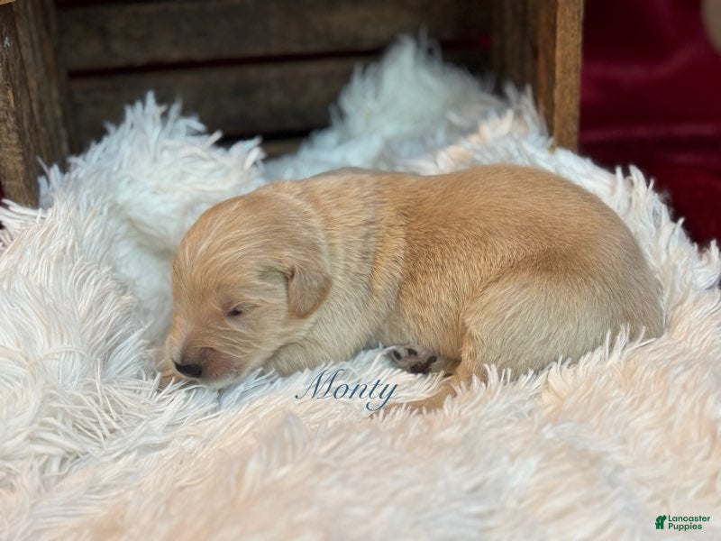Golden Retriever dogs Monty - Ad 1