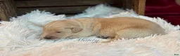 Golden Retriever dogs for sale: Monty - Ad 1