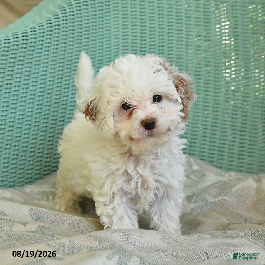 Toy Poodle dogs Sailor - Ad 1