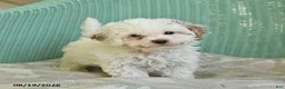 Toy Poodle dogs for sale: Sailor - Ad 1