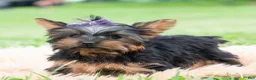 Yorkshire Terrier dogs for sale: Rosaria - Ad 4