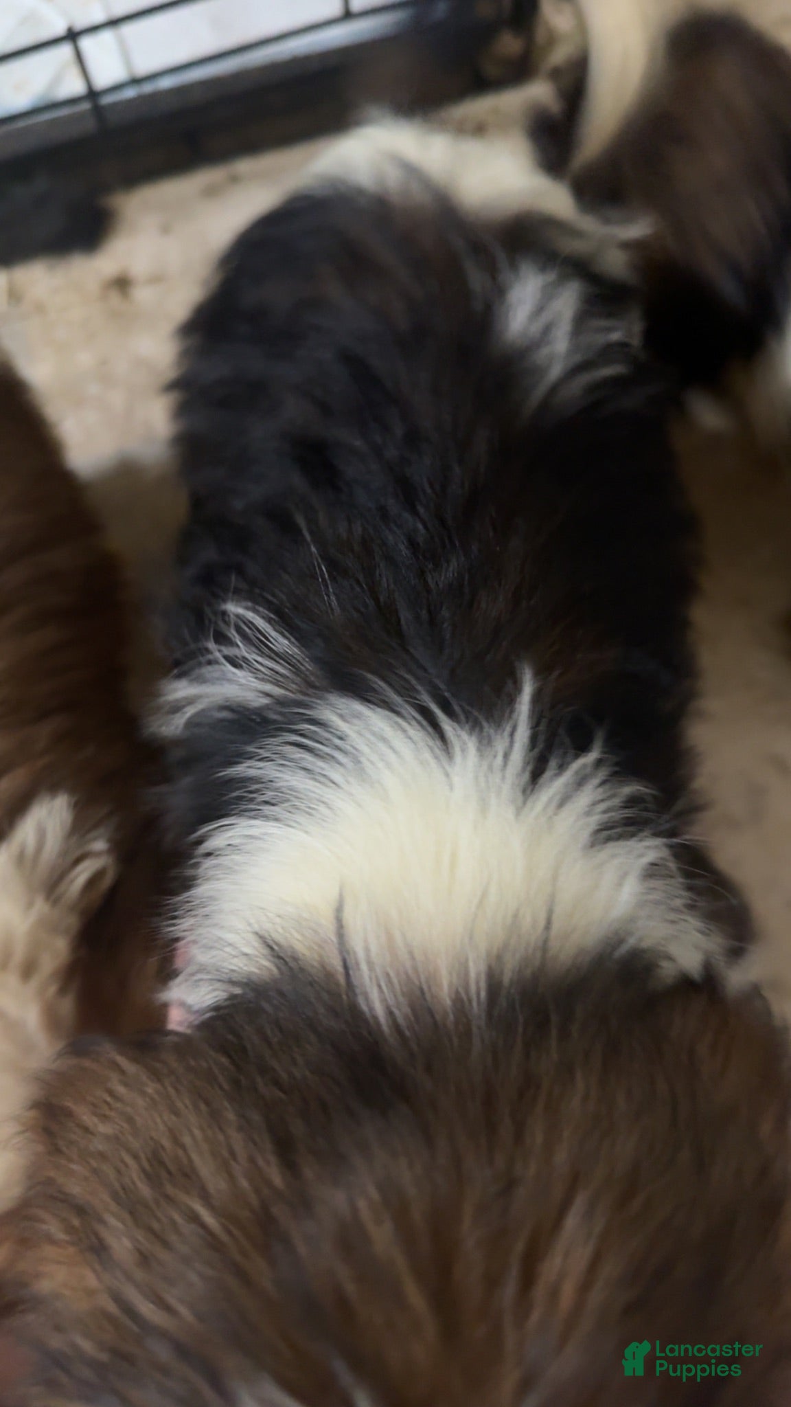 Mixed Breed dogs Mixed Breed 5 - Ad 2