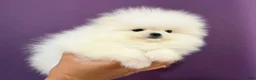 Pomeranian dogs for sale: Teacup Pomeranian Korean bloodline 2 - Ad 8