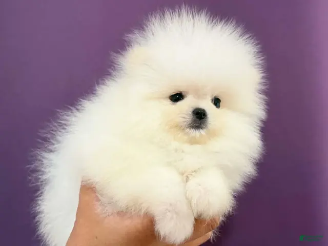 Pomeranian dogs for sale: Teacup Pomeranian Korean bloodline 2 - Ad 1