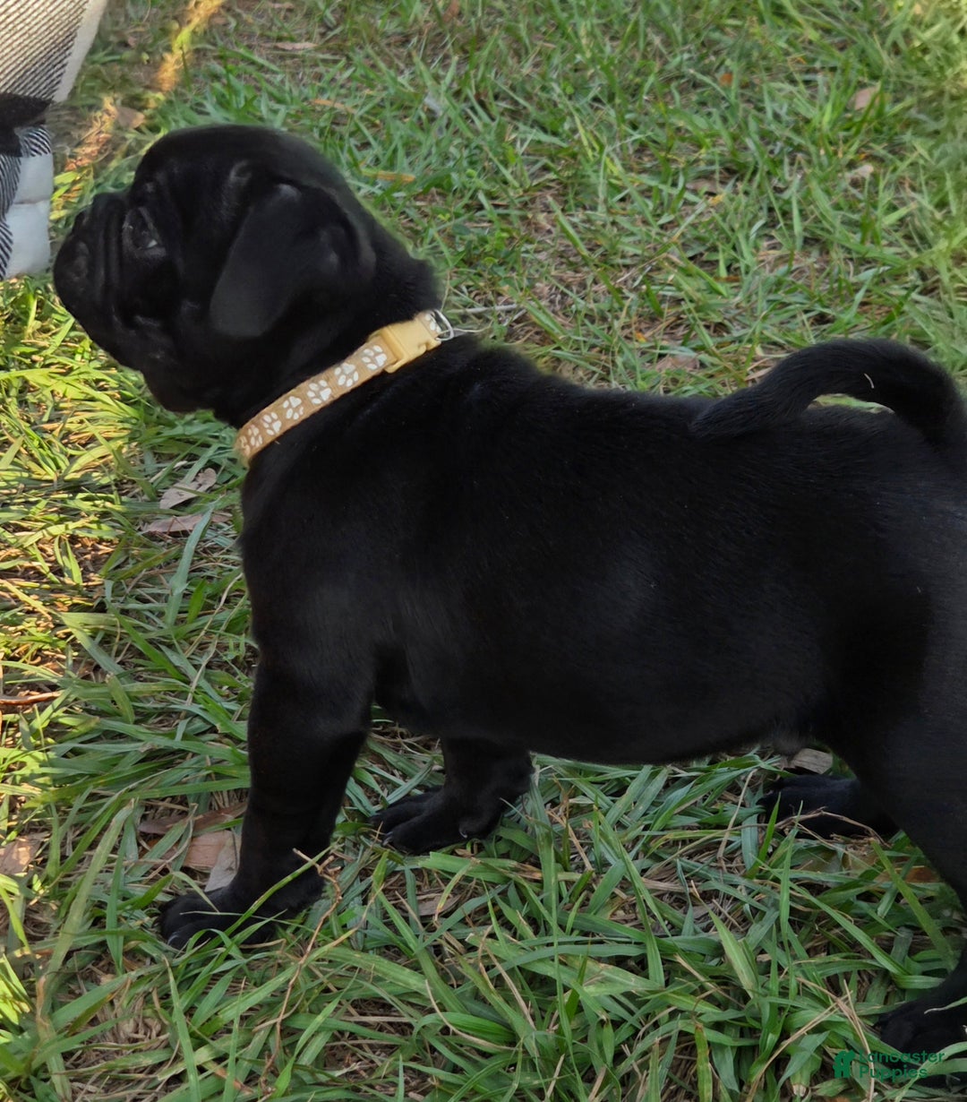 Mixed Breed dogs for sale: Hunter  - Ad 3