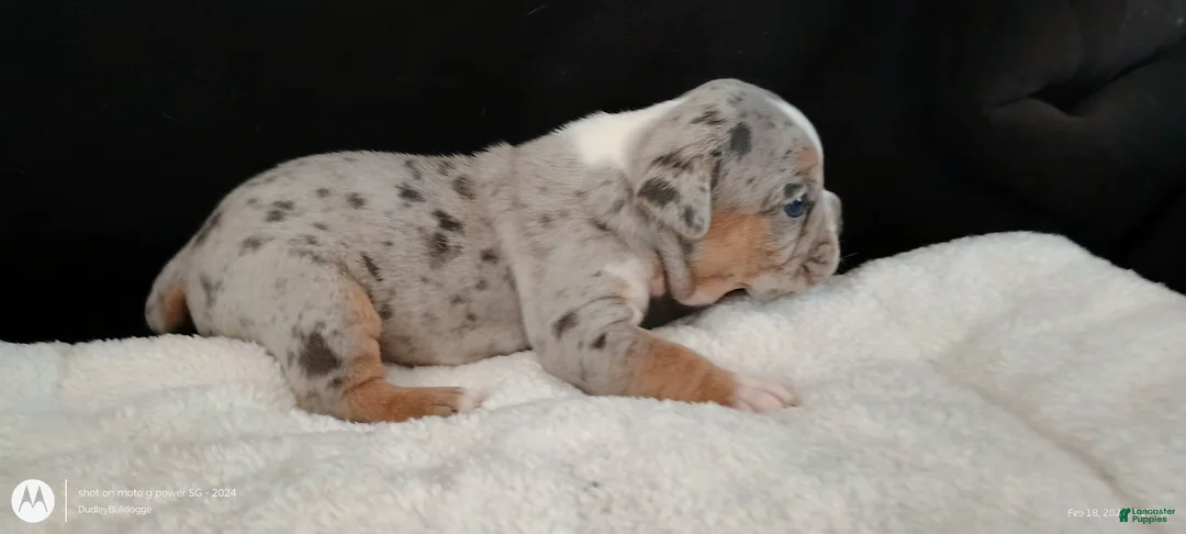 Olde English Bulldogge dogs for sale: Olde English Bulldogge Balder - Ad 2