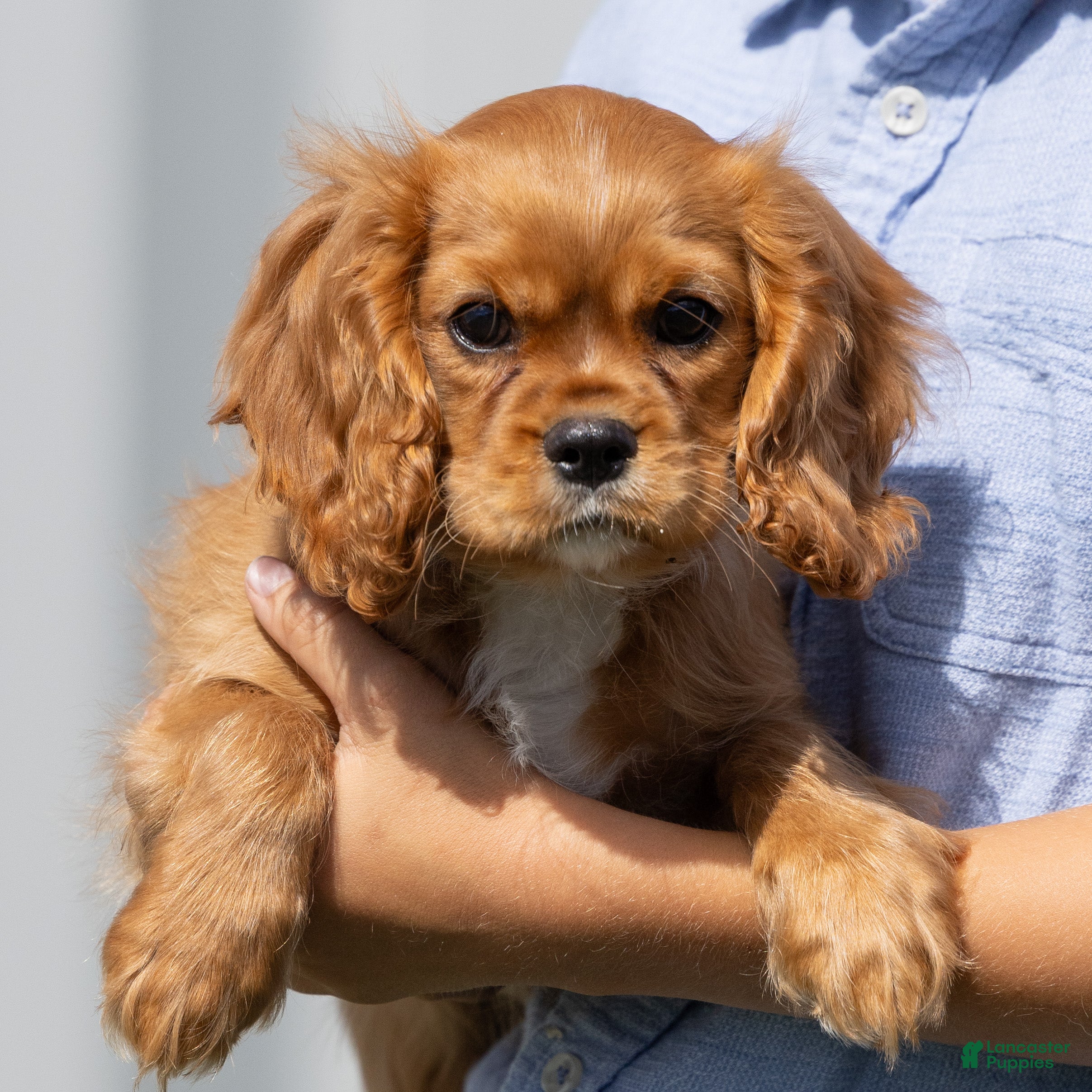 Cavalier King Charles Spaniel dogs Moses - Ad 1