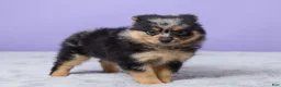 Pomeranian dogs for sale: Toby - Ad 3