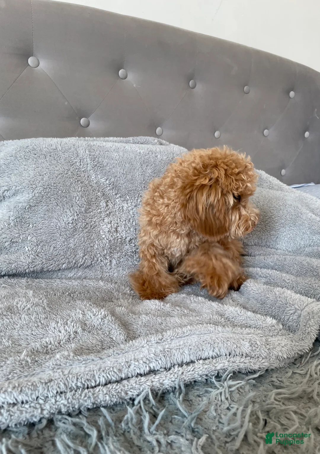 Toy Poodle dogs for sale: Nova - Ad 5