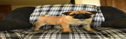 Pug dogs for sale: Rose  - Ad 3