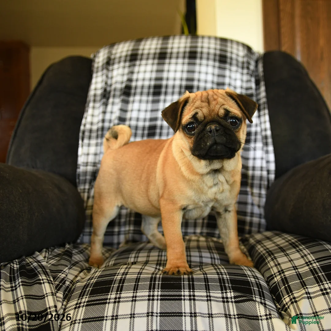 Pug dogs for sale: Rose  - Ad 3