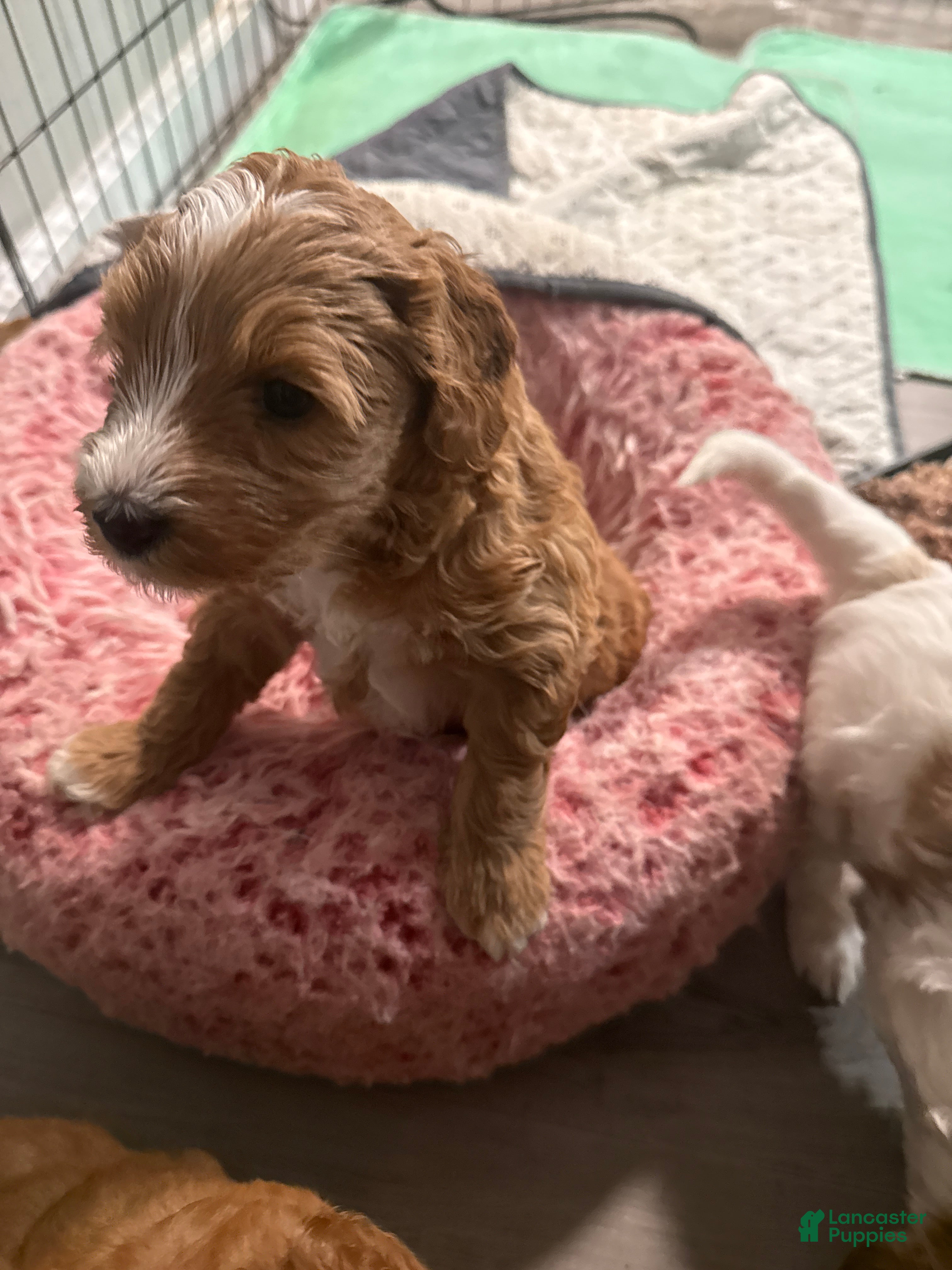 Australian Labradoodle dogs Australian Labradoodle Puppy 6 - Ad 5