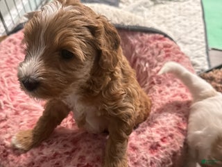 Australian Labradoodle dogs - Ad 9