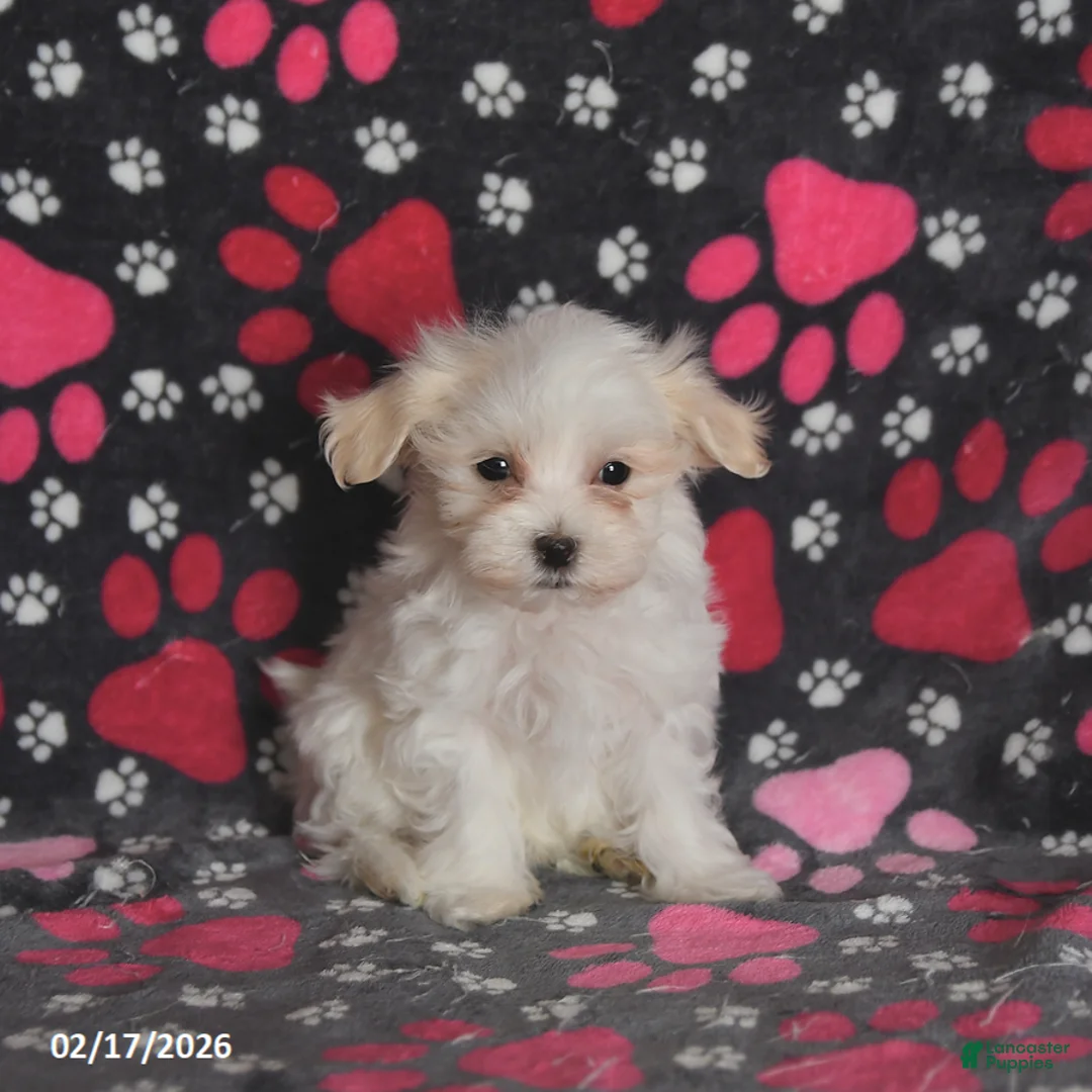 Maltese dogs for sale: Forrest - Ad 2