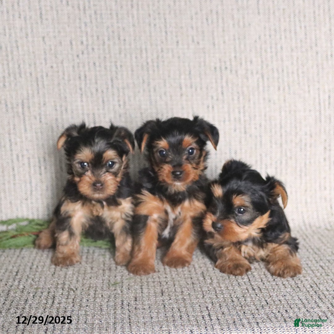 Yorkshire Terrier dogs for sale: Clara - Ad 2