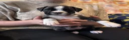 Boxer dogs for sale: Liberty - Ad 5