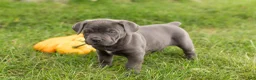Cane Corso dogs for sale: Mollie  - Ad 2