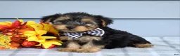 Yorkshire Terrier dogs for sale: Carter - Ad 7