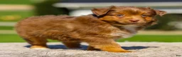 Miniature Australian Shepherd dogs for sale: Iyla - Ad 2
