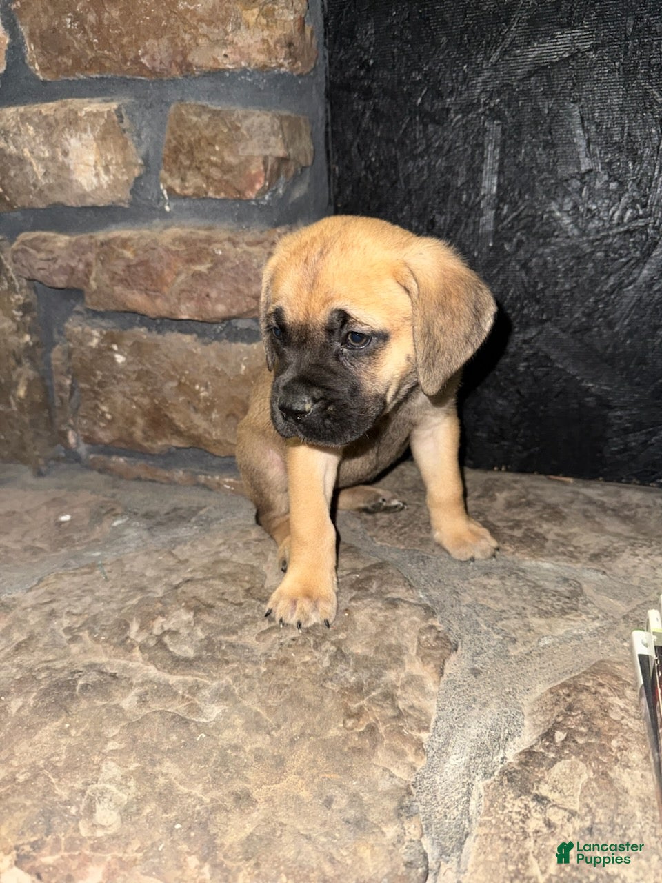 Cane Corso dogs Storm_Female - Ad 2
